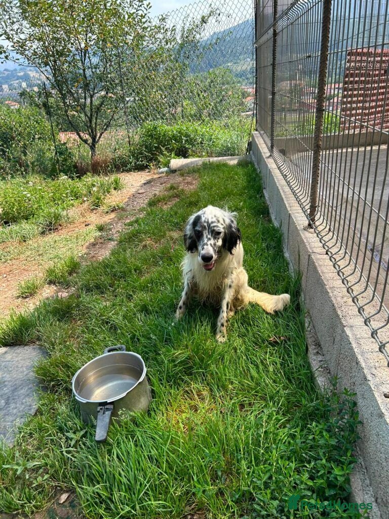English Setter dogs Nax   - Advert 17
