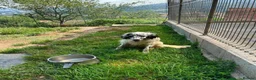 English Setter dogs for adoption: Nax   - Advert 1