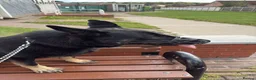 German Shepherd dogs for sale: Male German Shepard dog in Mansfield - Advert 3