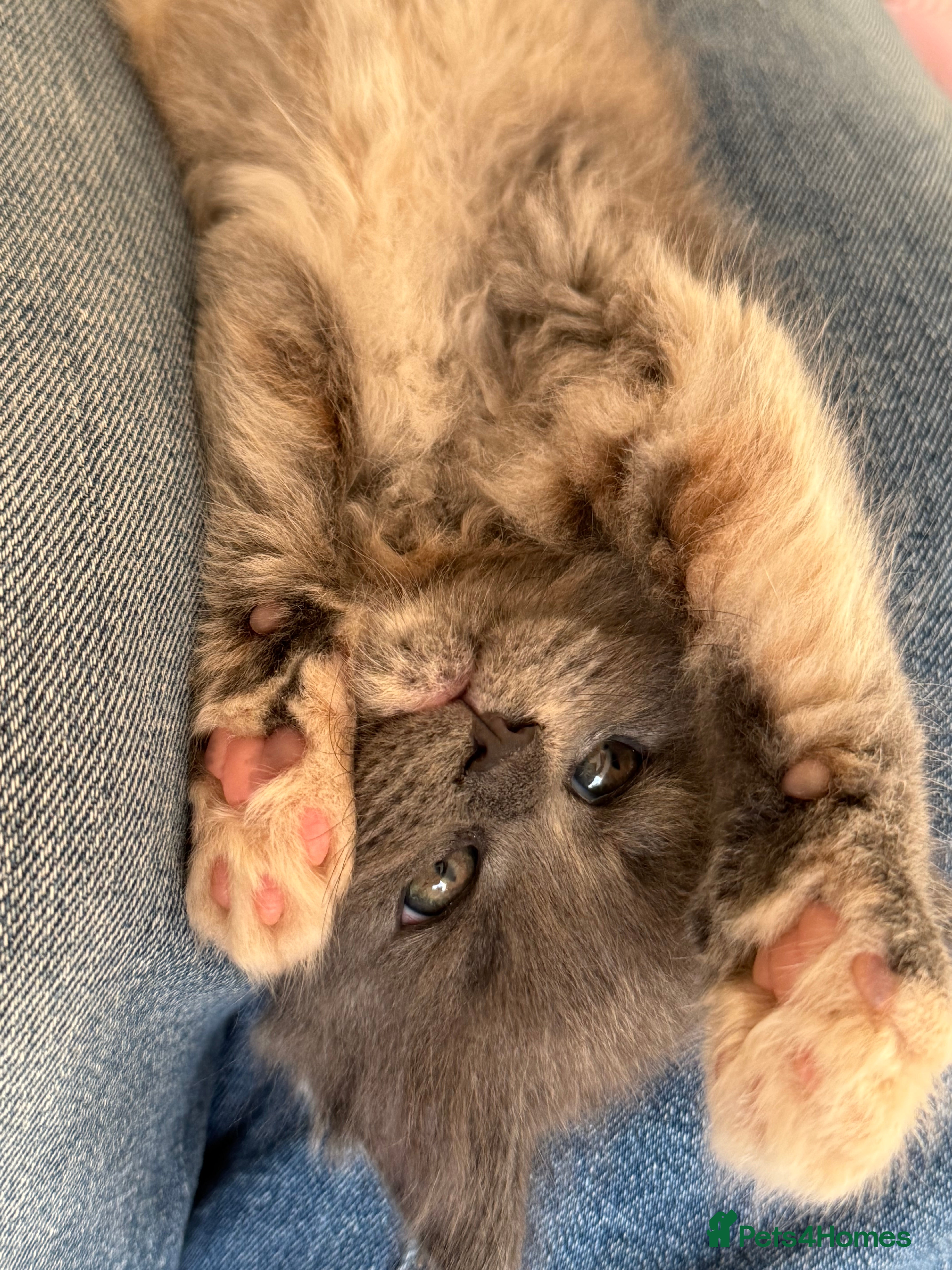 Maine Coon cats Beautiful Maine Coon Kittens - Advert 2