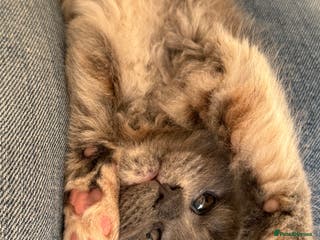 Maine Coon cats Beautiful Maine Coon Kittens - Advert 4