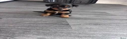 Yorkshire Terrier dogs for sale: Beautiful Yorkshire terrier puppies 🐶  in Poole - Advert 10