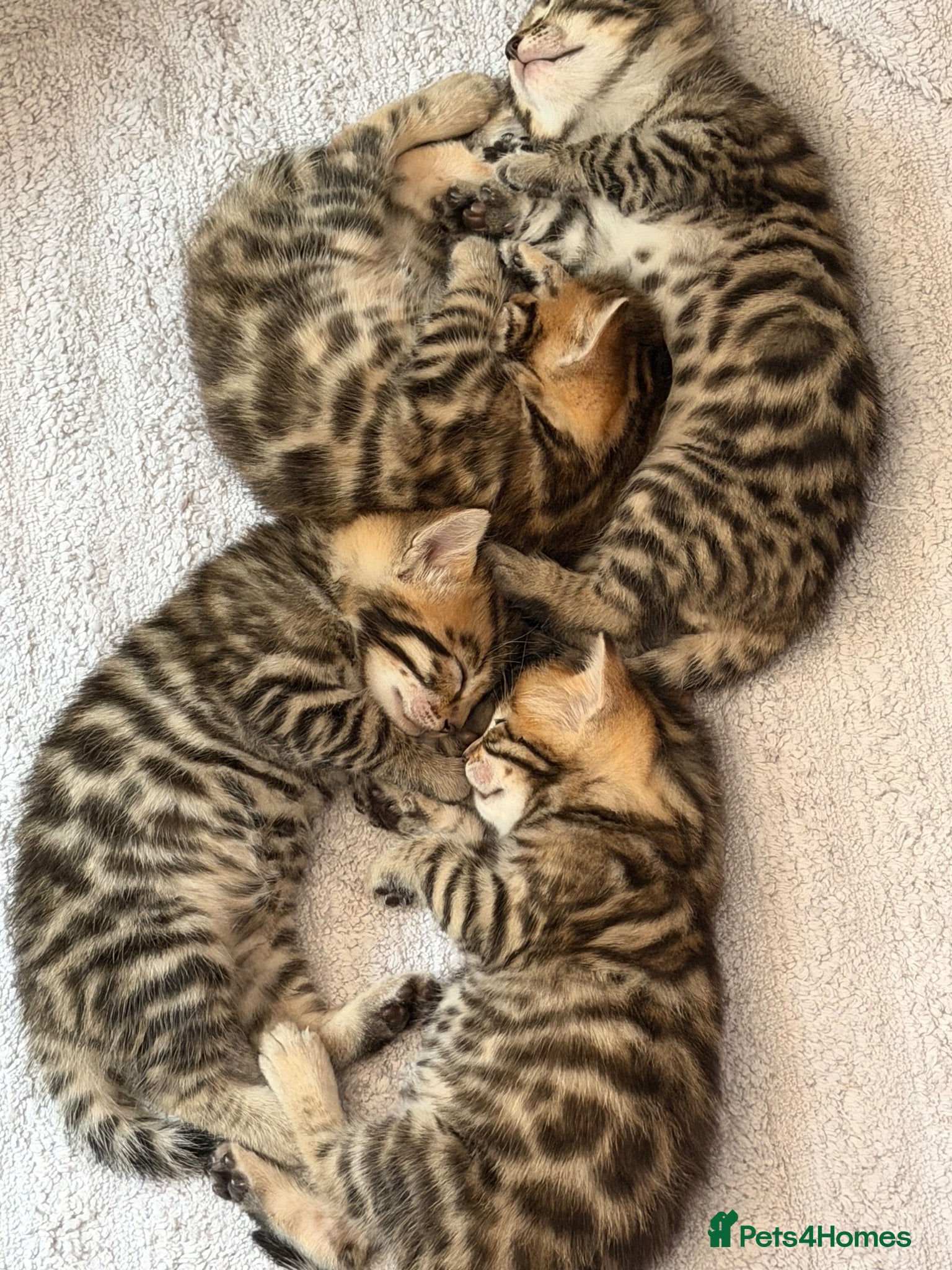Bengal cats Beautiful bengal kittens 🐾🐾🐾 - Advert 16
