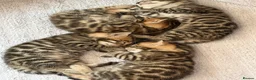 Bengal cats for sale: Beautiful bengal kittens 🐾🐾🐾 - Advert 17
