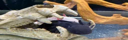 Axolotl reptiles for sale: Axolotls with tank - Advert 1
