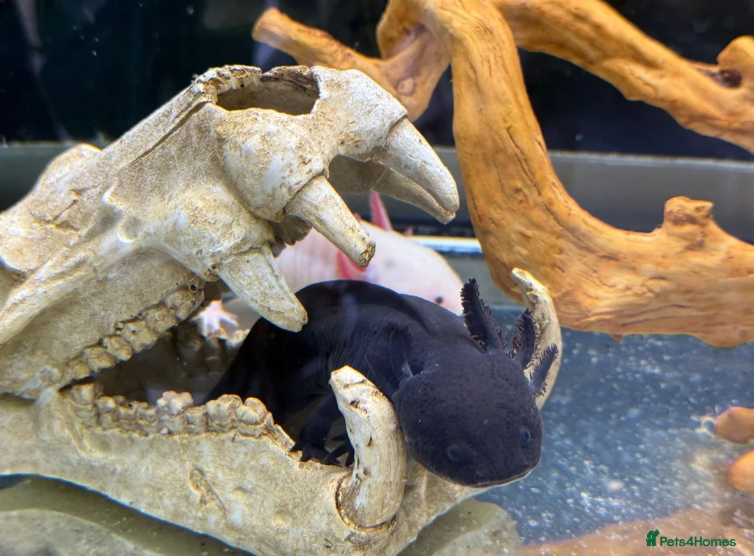 Axolotl reptiles for sale: Axolotls with tank - Advert 1