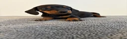 Dachshund dogs for sale: Beautiful Dachshund puppies  - Advert 2
