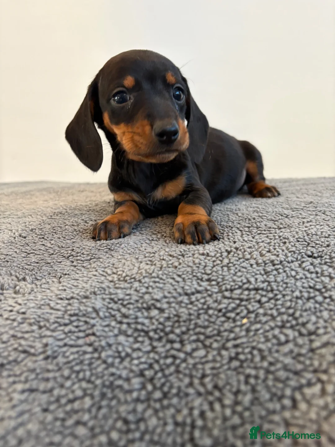 Dachshund dogs for sale: Beautiful Dachshund puppies  - Advert 2