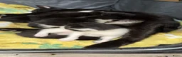 Mixed Breed cats for sale: 2 male kittens - 12 weeks old  in Dewsbury - Advert 2