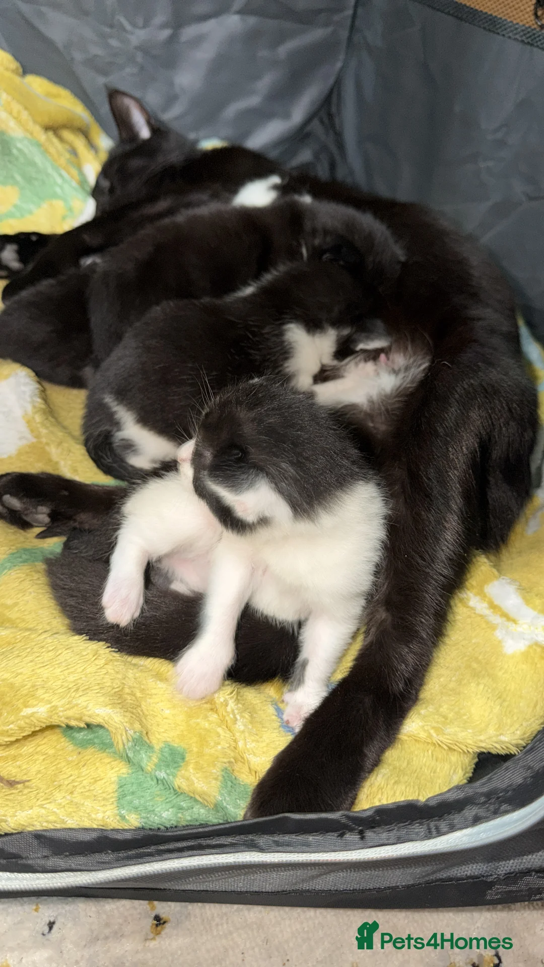 Mixed Breed cats for sale: 2 male kittens - 12 weeks old  in Dewsbury - Advert 2