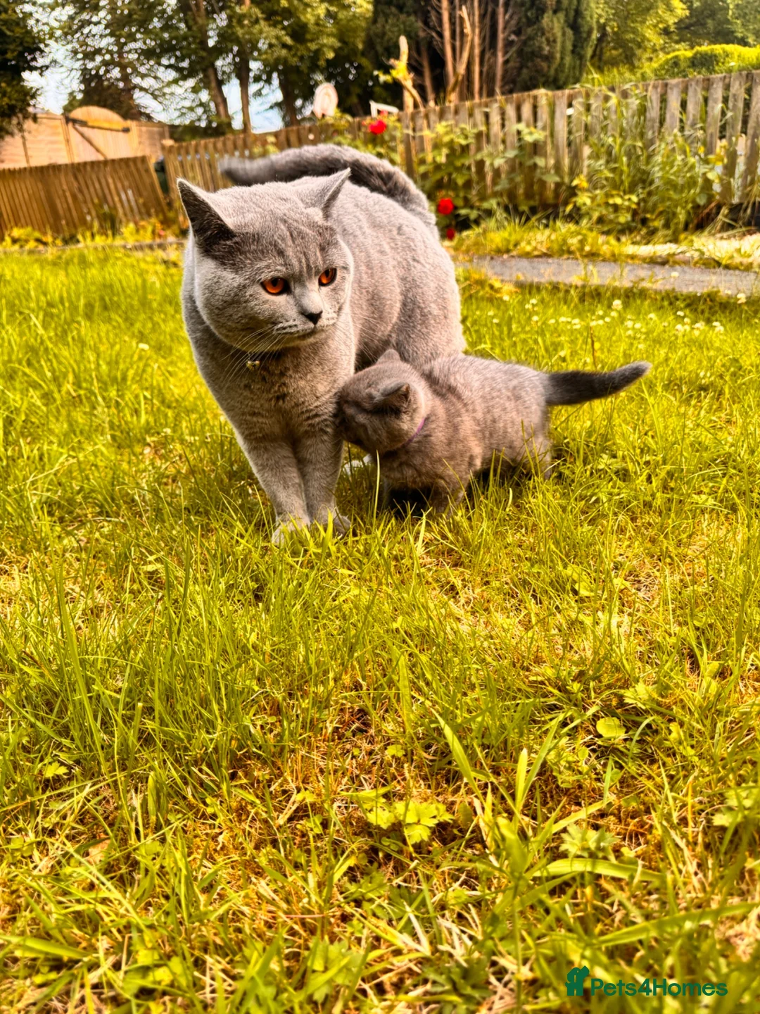 British Longhair cats for sale: British shorthair kitten  - Advert 14