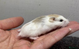 Hamster rodents for sale: Dwarf robrovski hamster babies  - Image 1
