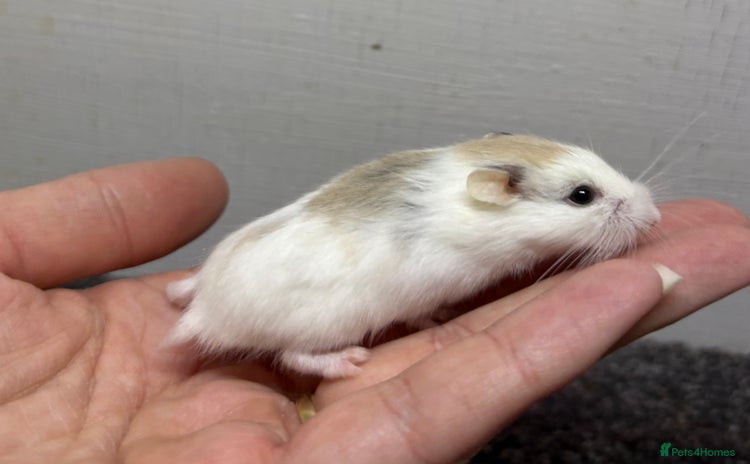 Hamster rodents - Advert 1