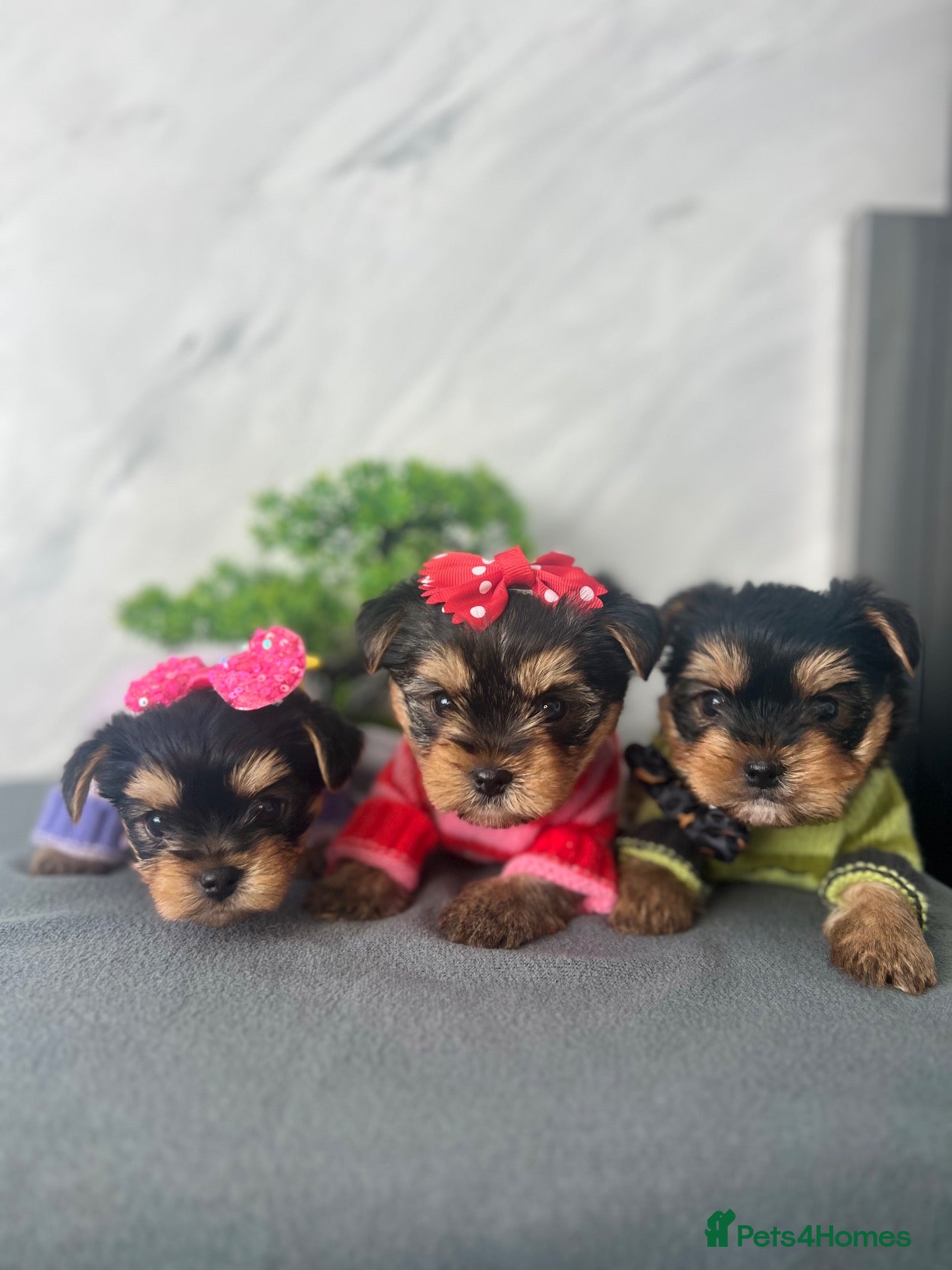 Yorkshire Terrier dogs for sale: Beautiful Yorkshire Terrier Puppies - Advert 1