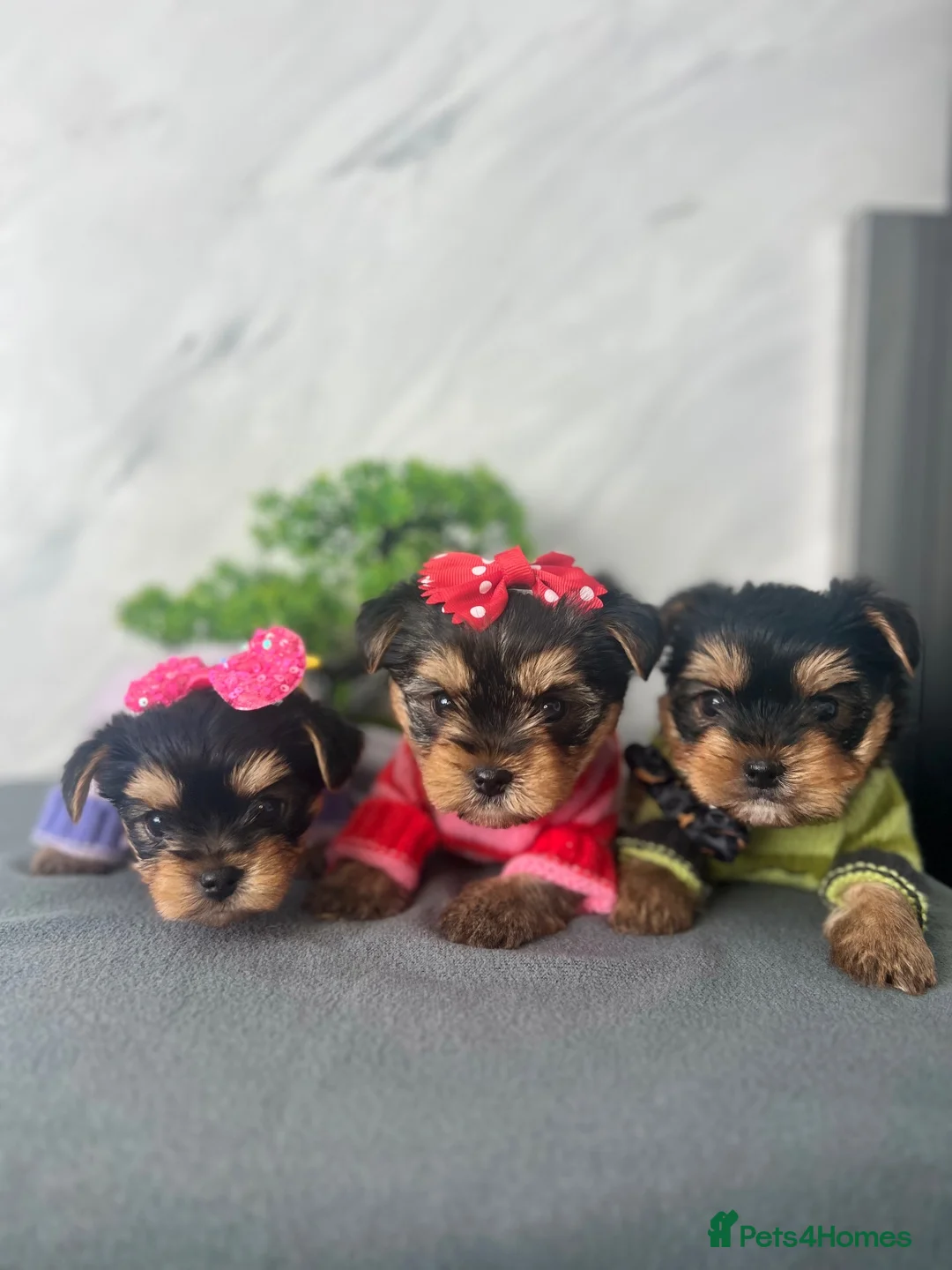 Yorkshire Terrier dogs for sale: Beautiful Yorkshire Terrier Puppies - Advert 1