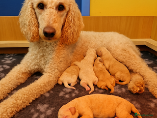 Standard Poodle dogs FILOLI Sapphire - KC registered - Advert 1