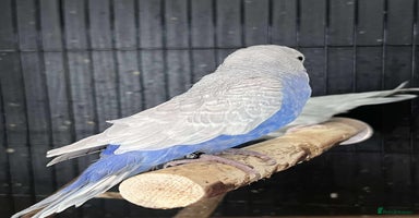 Budgerigars birds - Advert 16