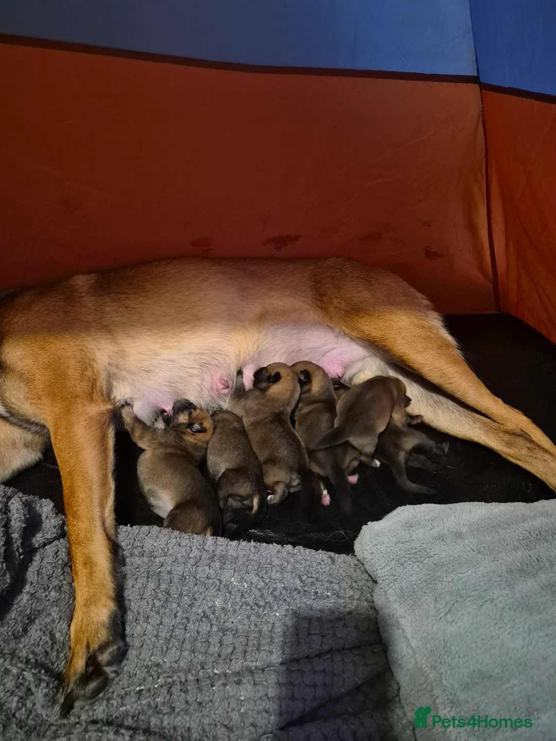 Mixed Breed dogs for sale: Belgium malinois x husky in Jarrow - Advert 2