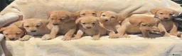 Labrador Retriever dogs for sale: 8 Labrador puppies looking for there forever homes - Advert 2