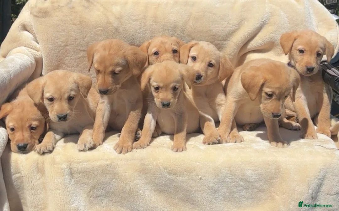 Labrador Retriever dogs for sale: 8 Labrador puppies looking for there forever homes - Advert 2