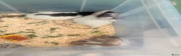 Rat rodents for sale: Baby rats for sale  - Advert 5