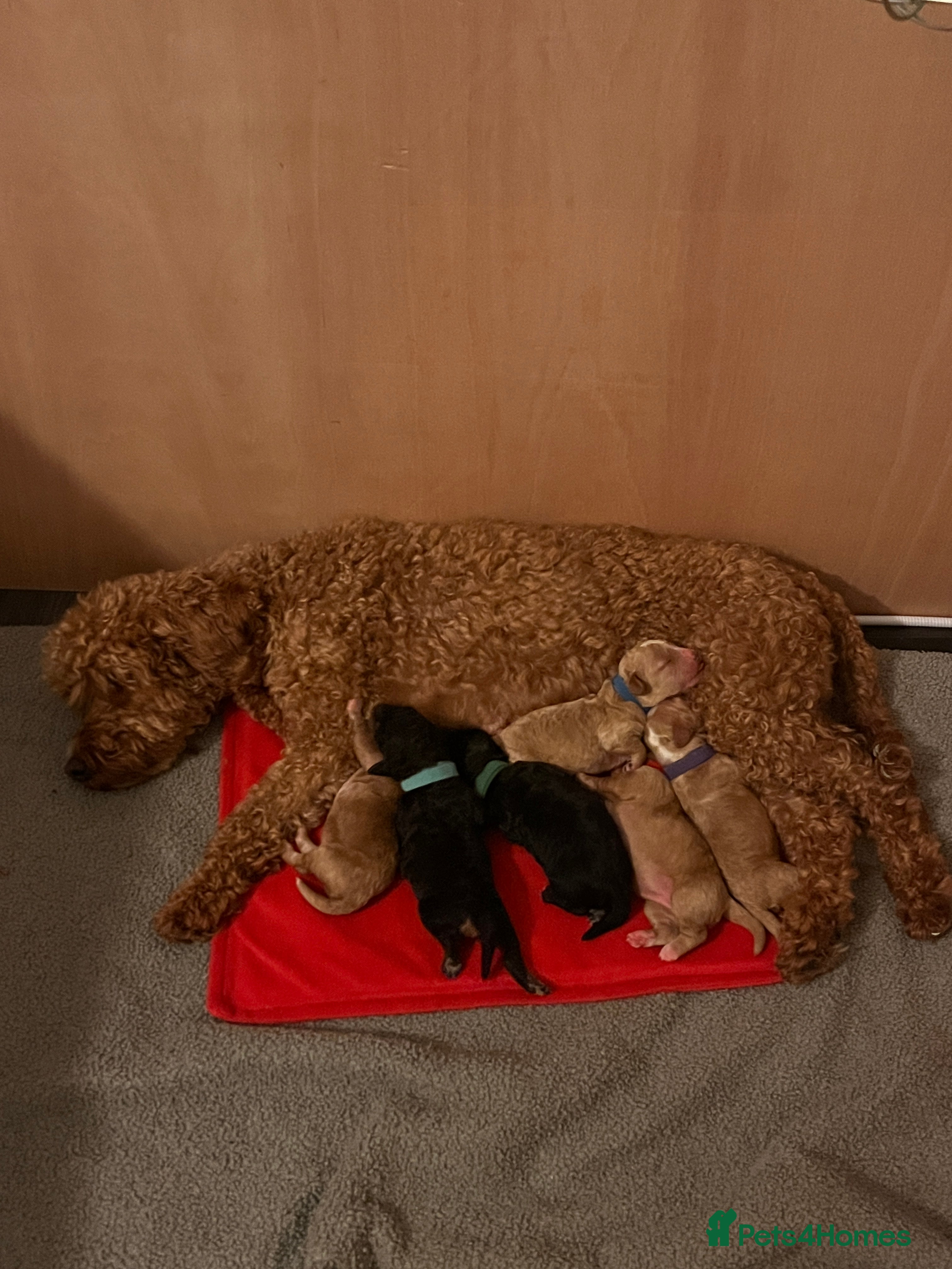 Cockapoo dogs Adorable F2 Cockapoo Puppies - Advert 8