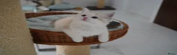 Ragdoll cats for sale: TICA registered seal lynx bicolor boy  - Advert 9