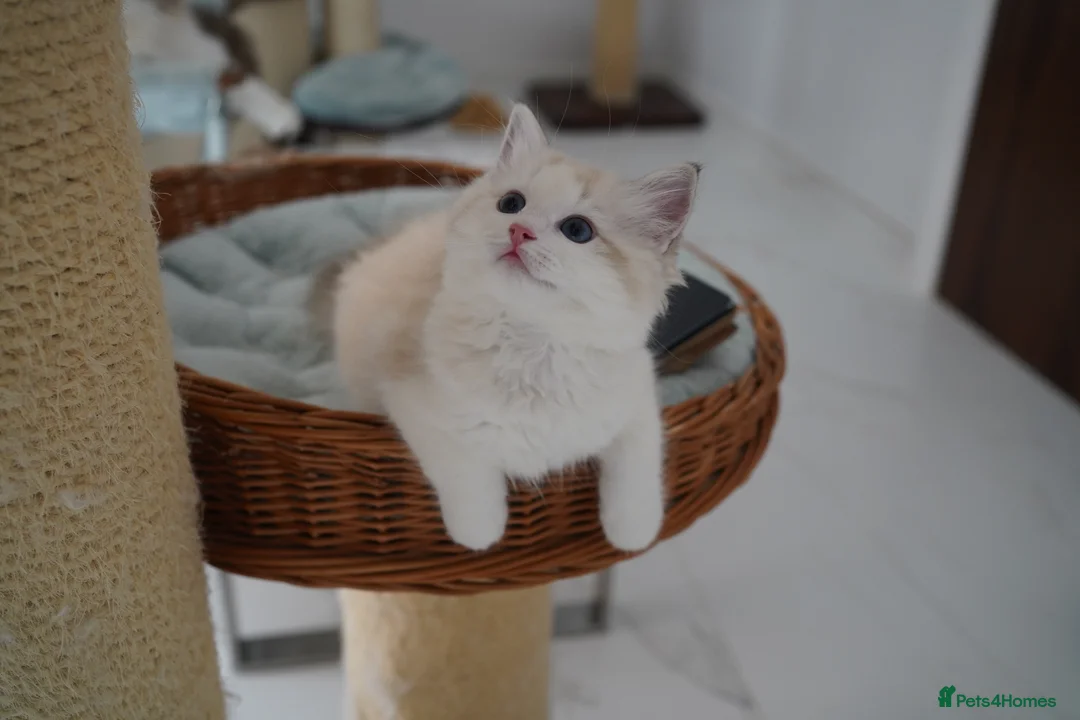 Ragdoll cats for sale: TICA registered seal lynx bicolor boy  - Advert 9