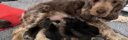 Cockapoo dogs for sale: Sable cockapoos, health tested parents  in Mansfield - Advert 5