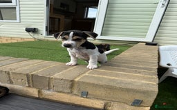 Jack Russell dogs for sale: 🐾Jack Russell Puppies🐾 - Image 26