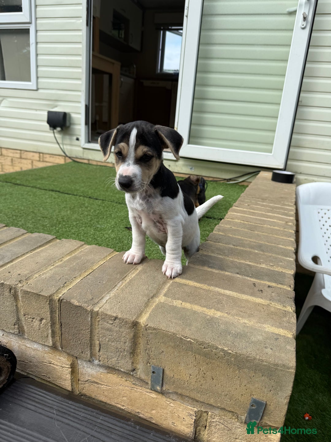 Jack Russell dogs for sale: 🐾Jack Russell Puppies🐾 - Image 26