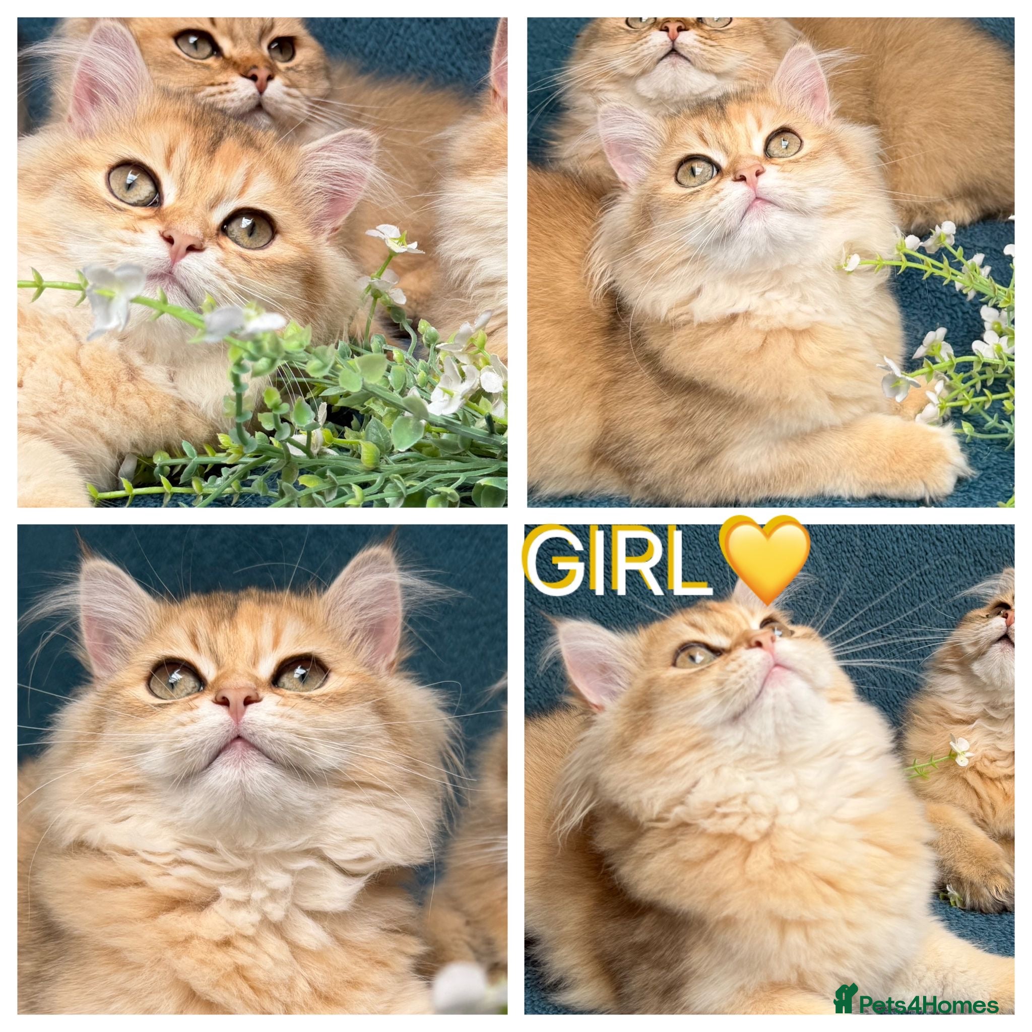 British Longhair cats ✨TICA REGISTERED GOLDEN LONGHAIR KITTENS✨ - Advert 11