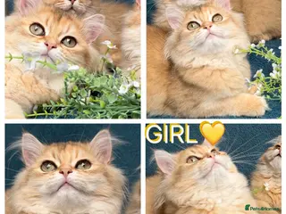 British Longhair cats ✨TICA REGISTERED GOLDEN LONGHAIR KITTENS✨ - Advert 5