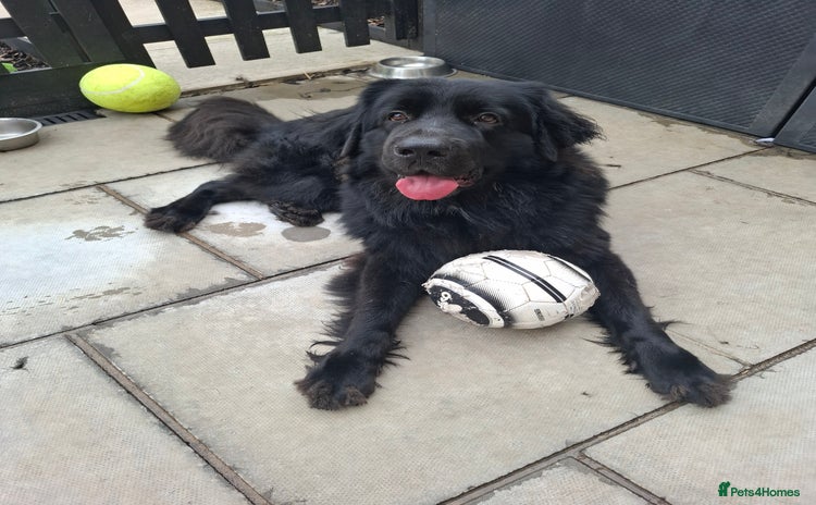 Newfoundland dogs in Livingston - Advert 1