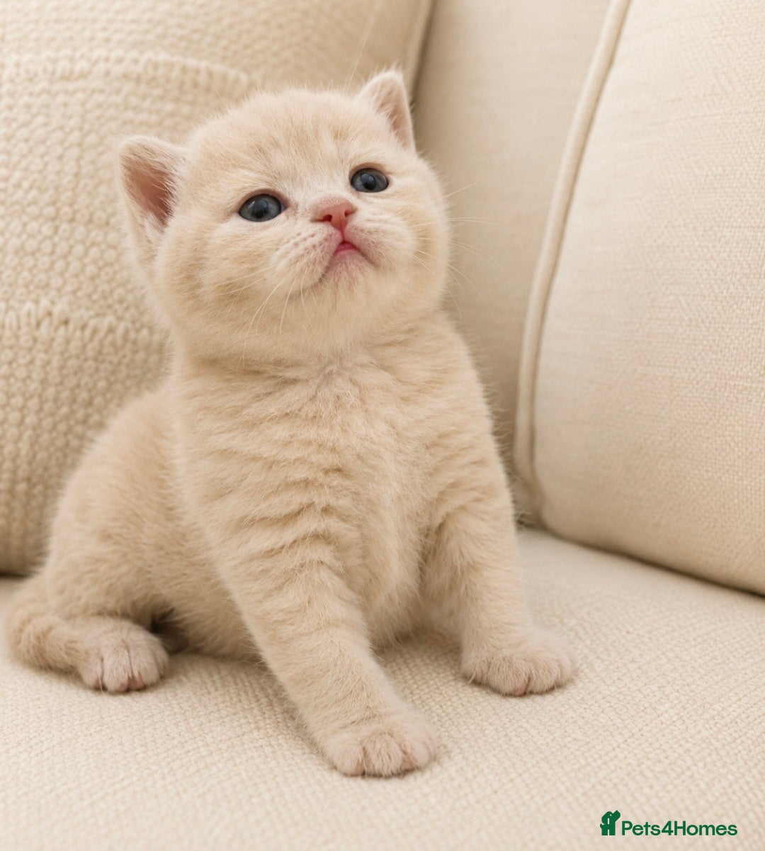 British Shorthair cats Top quality GCCF British Shorthair kittens  - Advert 4