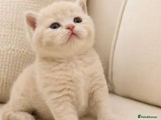 British Shorthair cats Top quality GCCF British Shorthair kittens - Advert 4