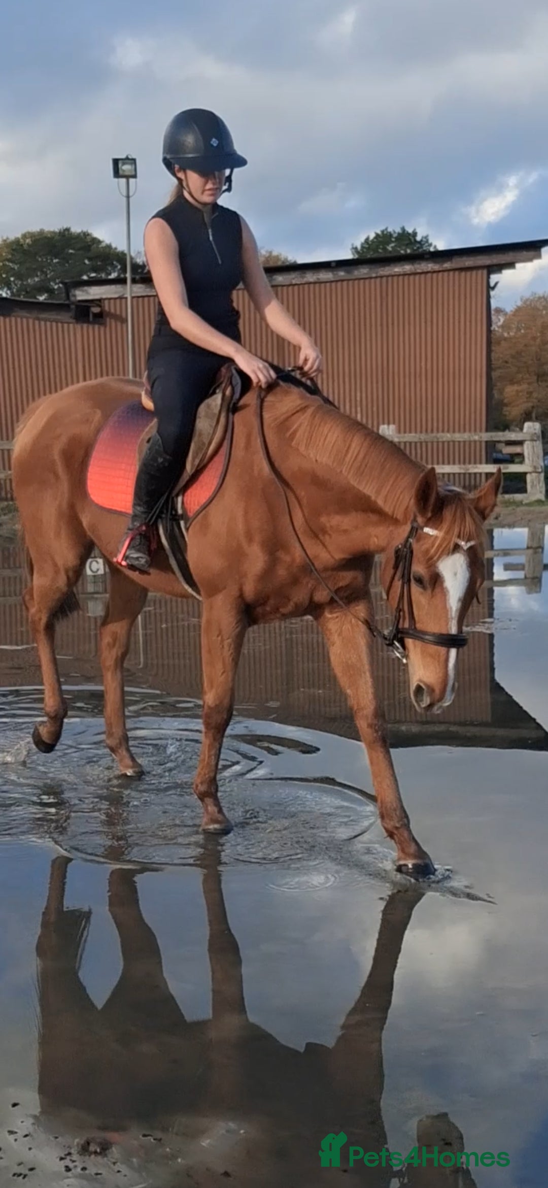English Thoroughbred horses for sale: Super safe anyones ride - Advert 13
