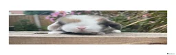 Mini Lop rabbits for sale: Beautiful mini lops  - Advert 7