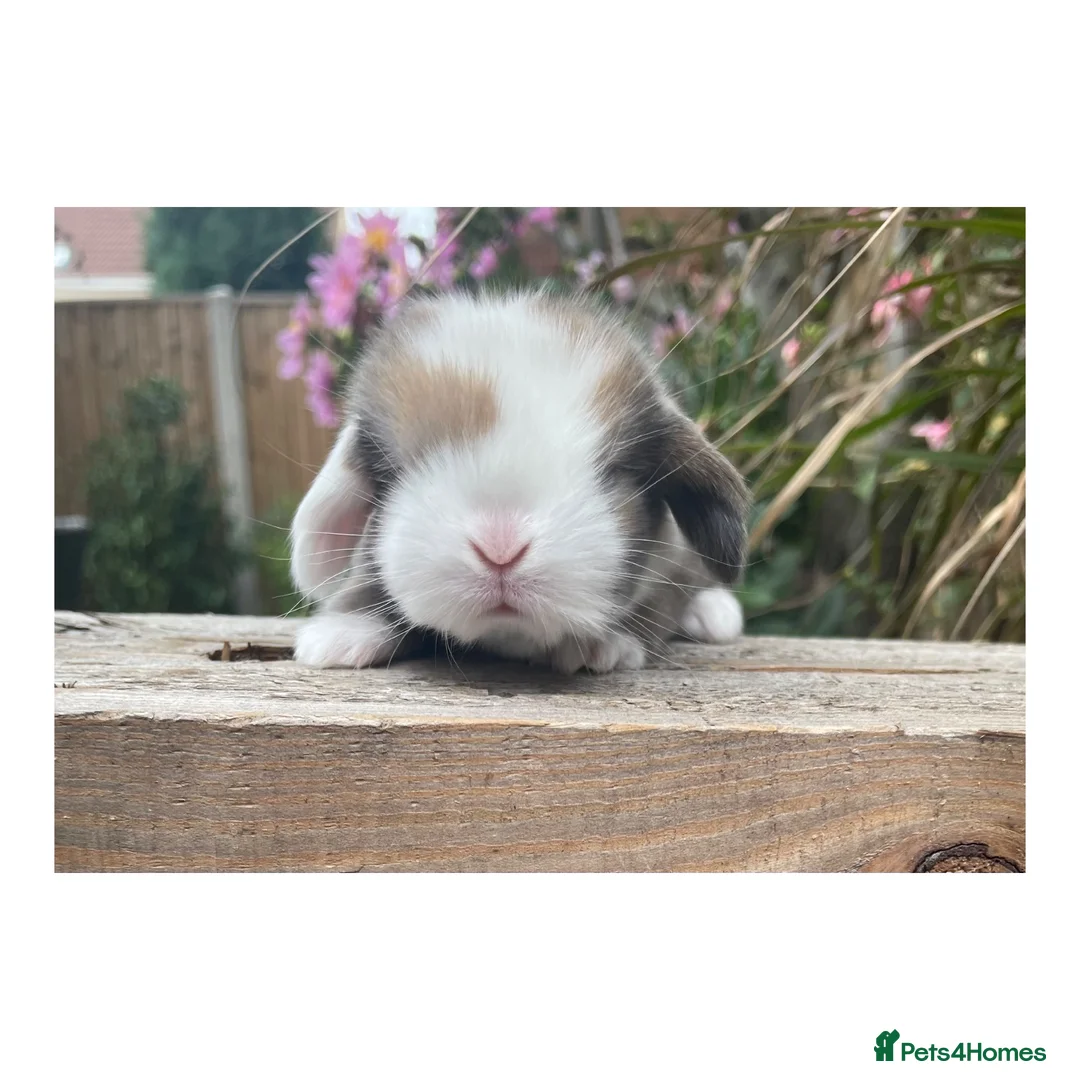 Mini Lop rabbits for sale: Beautiful mini lops  - Advert 7