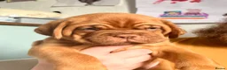 Dogue De Bordeaux dogs for sale: Exceptional KC Dogue de Bordeaux Puppies - Advert 32