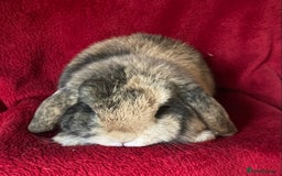 Mini Lop rabbits for sale: Beautiful Pure Mini Lop Rabbit - Advert 2