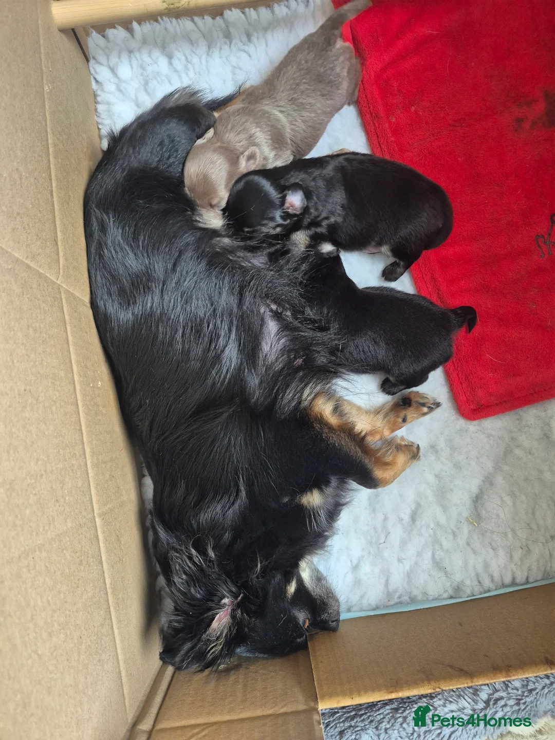 Chihuahua dogs for sale: 3 Beautiful KC Reg Chihuahua puppies - Advert 7