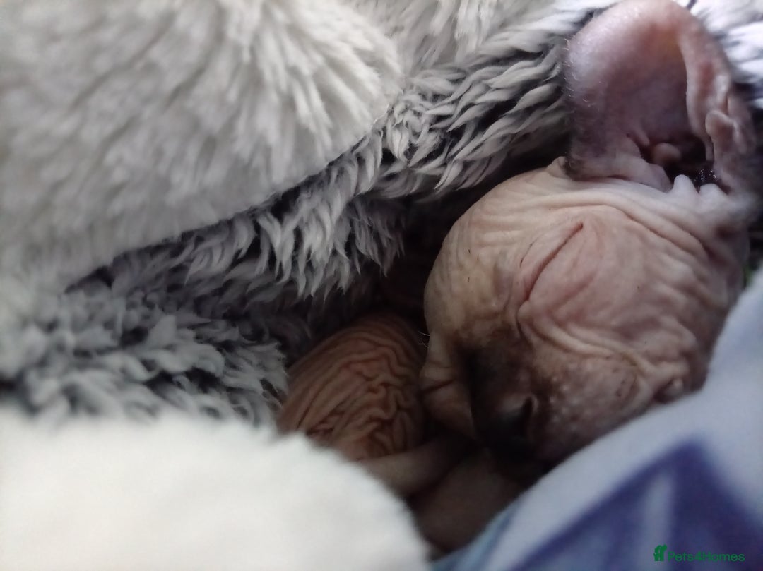 Sphynx cats for sale: Elf ear baby sphnx  - Image 4