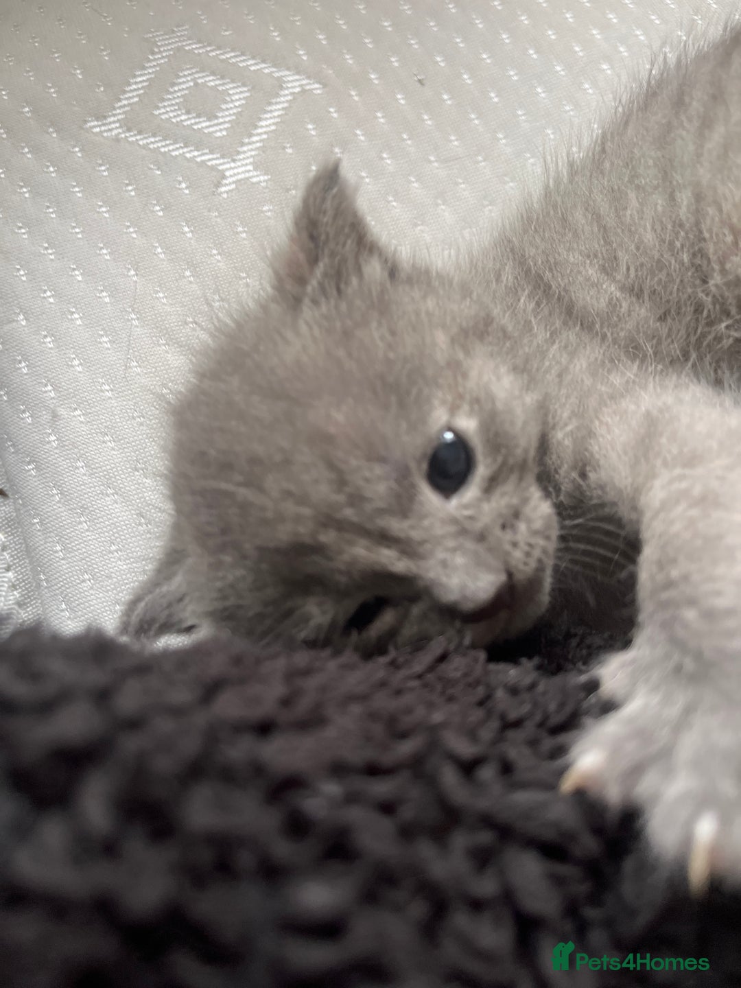 Mixed Breed cats for sale: Grey kittens  - Image 15