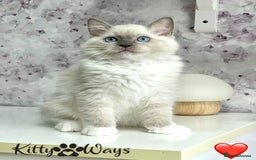 Ragdoll cats for sale: 🐾🩷*TICA REG* EU RAGDOLL KITTENS🌟 DNA CLEAR 🩵🐾 - Image 7