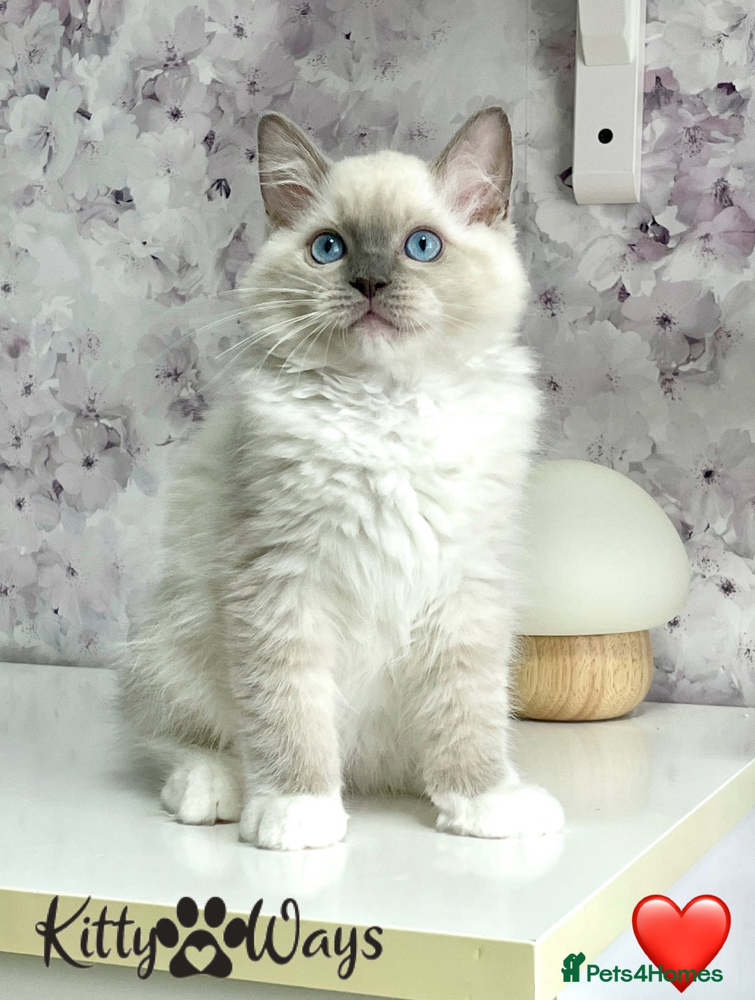Ragdoll cats for sale: 🐾🩷*TICA REG* EU RAGDOLL KITTENS🌟 DNA CLEAR 🩵🐾 - Image 7