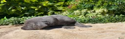 Weimaraner dogs for sale: ✨ KC Weimaraner Puppies — Champion Bloodlines ✨ - Advert 3