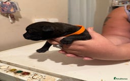 Staffordshire Bull Terrier dogs for sale: Staffordshire Bull Terrier Puppies for Sale - Advert 15