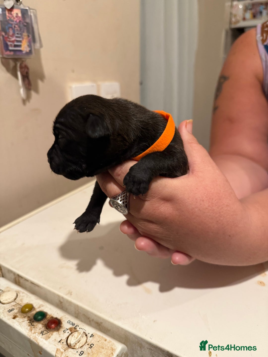 Staffordshire Bull Terrier dogs for sale: Staffordshire Bull Terrier Puppies for Sale - Advert 15