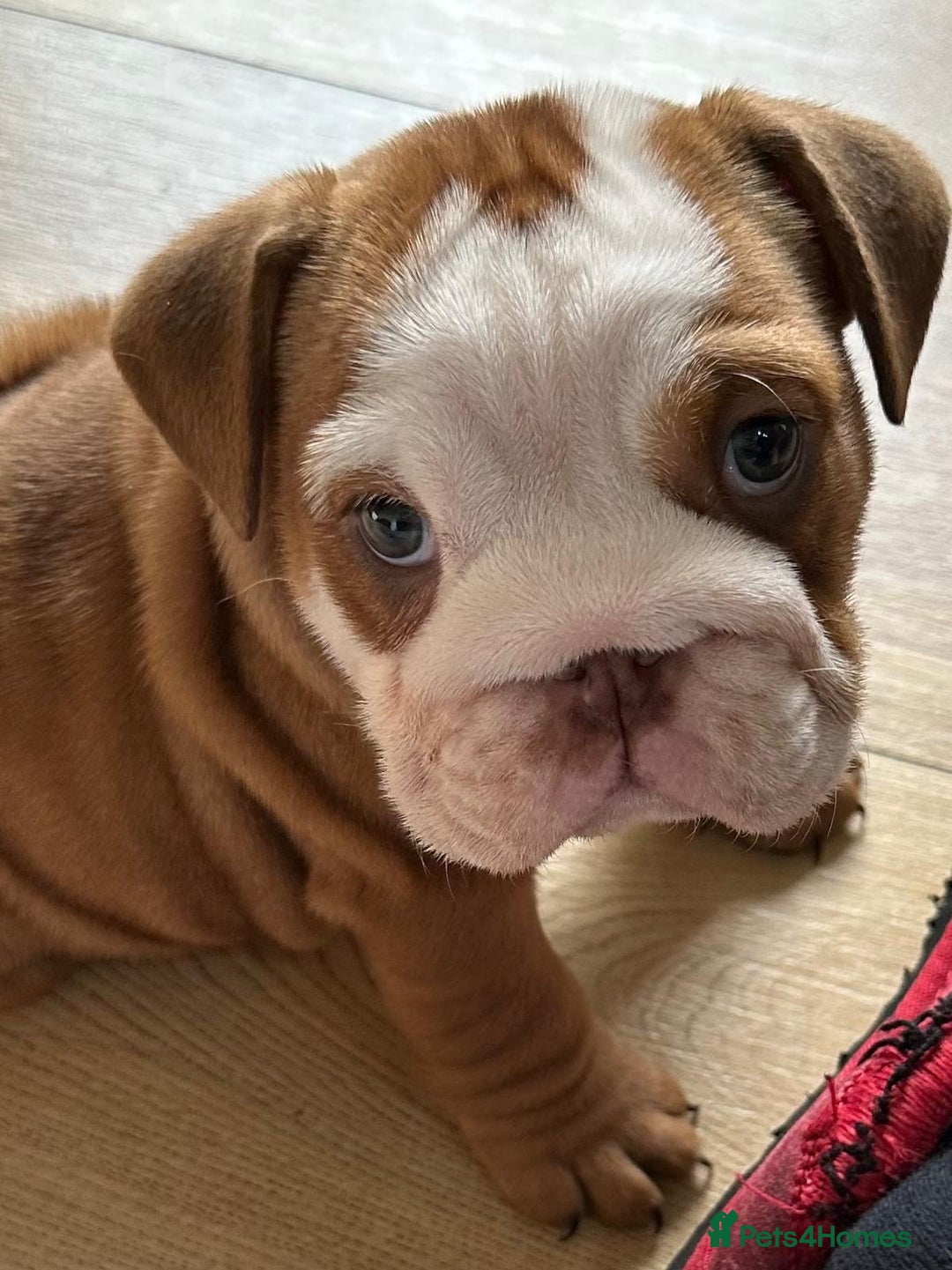 English Bulldog dogs for sale: Amazing litter of English bulldogs - Image 19